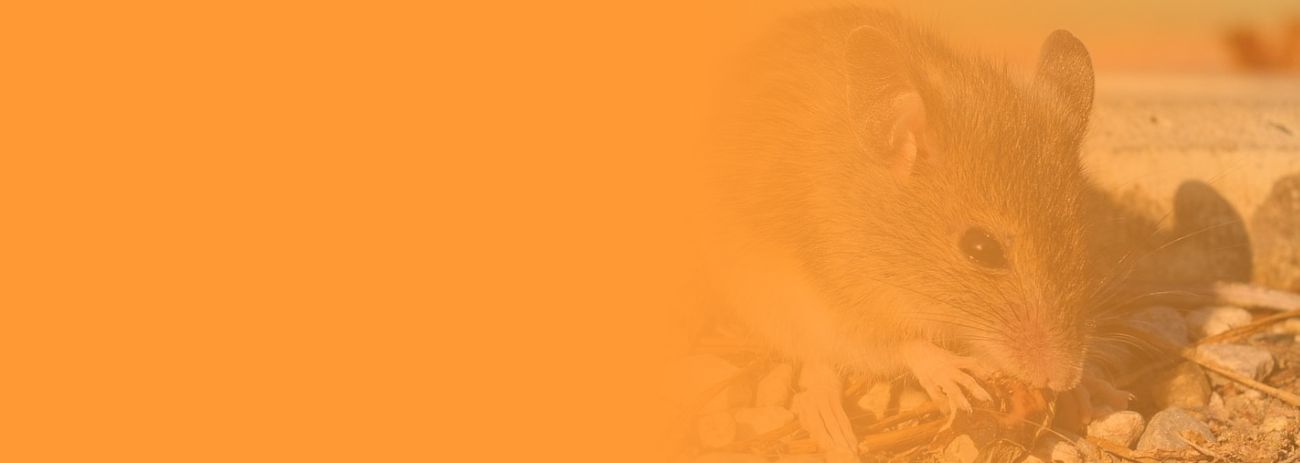 Wrocław, deratyzacja, dezynsekcja, dezynfekcja, DDD, odpluskwianie, usuwanie gniazd , Dolnoślaskie, likwidacja gryzoni