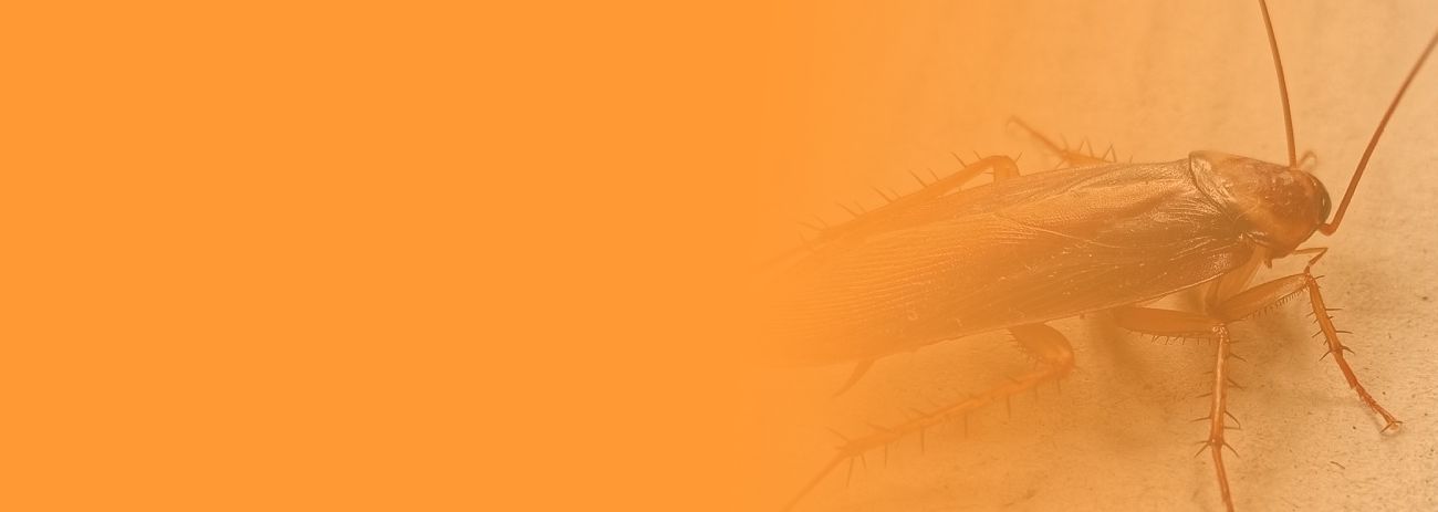 opryski, odpluskwianie, promocje, Wrocław, Dolnośląskie, usuwanie gryzonii, deratyzacja