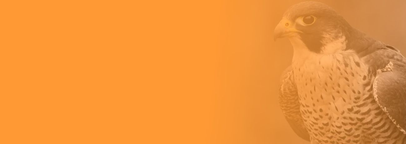 Dolnoślaskie, usługi DDD, deratyzacja, usługi odpluskwiania, opolskie, likwidacja szczurów, lubuskie, Wrocław 