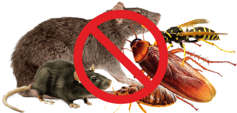 sokolnictwo, deawionizacja, deratyzacja, odszczurzanie, usługi DDD