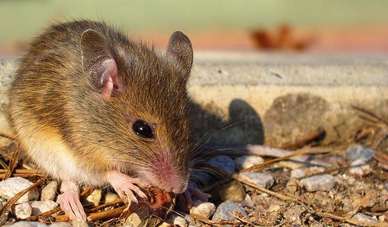 DDD, usługi we Wrocławiu, Dolnośląskie, deratyzacja we Wrocławiu, likwidacja, usuwanie